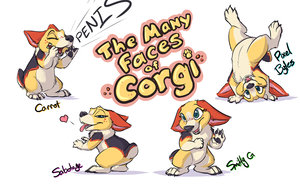 Corgi by Carrot
