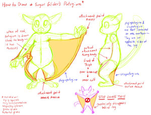 TUTORIAL: Sugar Glider Gliding Membranes by snowglider2319