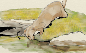 Weasel-A-Day No. 3 by PepperNivalis