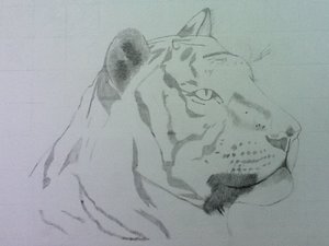 Derp Tiger is Derp by gontovaan