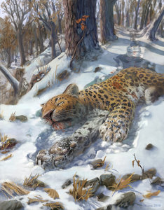Dead Amur Leopard by Kuna