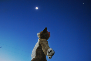 A shibtastic eclipse by AshtonDaSheebs