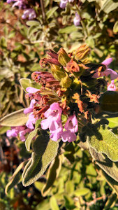 Greek Sage by Yilares