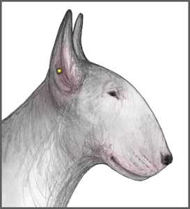 Bullheaded by darkmare