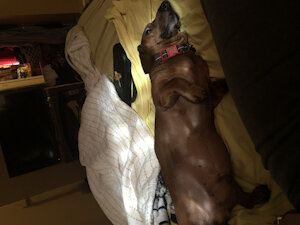 My Dog Son by NiveaHikari