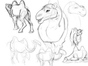 Camle by PeechisAndCream