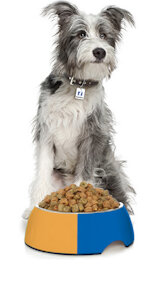 Ingredients For A Homemade Dog Food by IndieMay