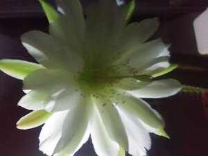 Nighttime Cactus bloom by snoutzz