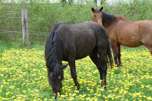 [Pool] Wild horses by mcgiwer