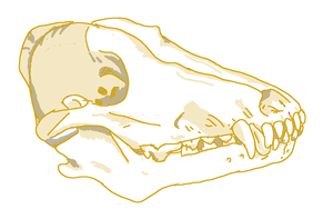 Wolf Skull by PalanteanWriter