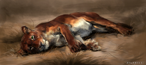 Jaura by Cheetahs