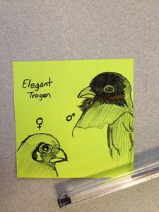 Elegant Trogon by shake