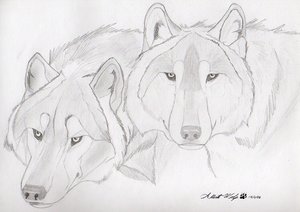 fanart goldenwolfen  by werealbertwolf