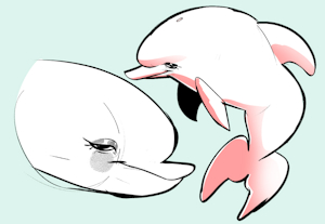 dolphin by NYAROMA