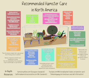 Hamster Care by Toxoplasmosis