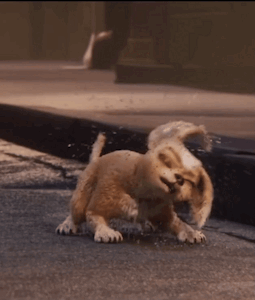 Gracie (Gif) by tedla