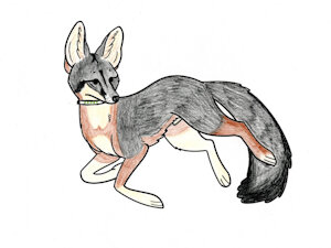Gus the gray fox by Cheetahmikey