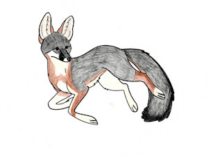 Nutmeg the gray fox by Cheetahmikey