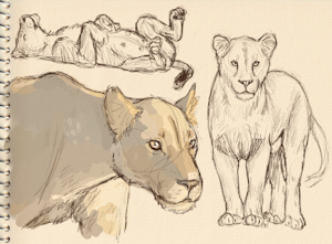 Lioness studies by PoisonCrisp
