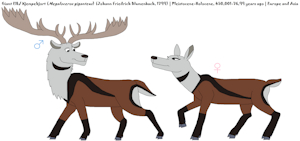 Megaloceros giganteus by ChrisTheWhaleKing