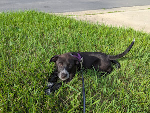 Millie through the years. by QuillHog