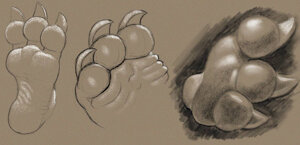paw study by RadLizer