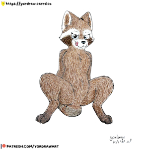 Raccoon (patreon) by Yordraw