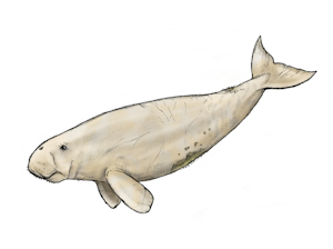 Freshwater Dugong by Jack Liddle by Harpagornis