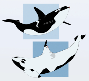 Orcas! by adobie