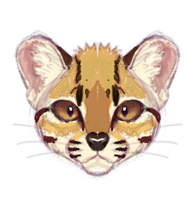 Tilcayo Tiger Cat! by PookaPools