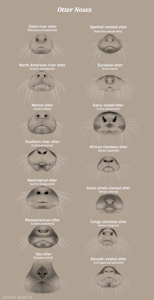 otter nose comparative chart by FrickenStoat