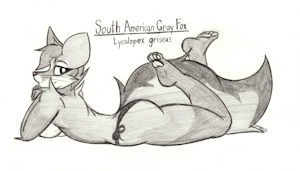 Fox-tober 09: South American Gray Fox by Simonov