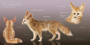 Thanderan Charactersheet by wolfenwinter
