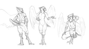 Bluejay Sketches by Zaush