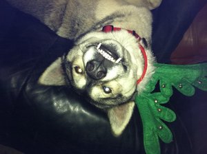Say Cheese!  by GenIchi