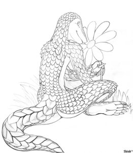 Pango by Shiuk