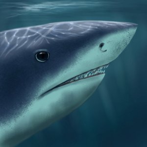 Shark Icon by Dolorcin