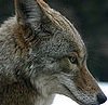 It comes To Me by Peppercoyote