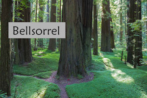 Bellsorrel by jumpertherabbit