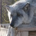 [Poem]  The Wish by Mike