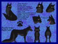 Shadow Ref by SwordLiger - male, reference sheet, shadow, ref sheet, eurasian wolf, swordliger