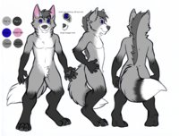 Ace ref by foreveranonymous - fox, wolf, male, silver, maned