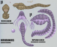 Burden worms by Animew - herm, hermaphrodite, oviposition, parasite, worm, species, biology, invertebrate, leech
