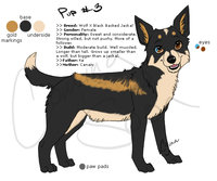Jicho Reference by LostWolfSpirit - puppy, female, wolf, hybrid, jackal, canine, feral, model, character, sheet, reference, quad, quadruped, arachnid, lostwolfspirit, minnowfish, wolfackal, jicho