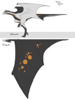 Tereus wyvern ref by Tereus - dragon, female, feral, wyvern