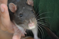 Bruce the Rat by IzzySciFi - cute, male, sitting, rat, pet, cuteness, curious, cutesy, pet rat