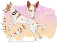 Dove Reference by LostWolfSpirit - dog, female, canine, feral, model, hound, character, sheet, canid, reference, quad, quadruped, arachnid, ibizan, dove, lostwolfspirit, minnowfish, ibizan hound