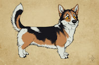 Mark by faolanwolfsavor - male, cardigan welsh corgi
