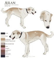 Aslan Reference by LostWolfSpirit - dog, male, canine, feral, model, character, sheet, canid, reference, quad, quadruped, arachnid, mastiff, spanish, aslan, dogo, dogo argentino, lostwolfspirit, minnowfish, spanish mastin, spanish mastiff, mastin, argentino