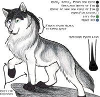 Husky Ref Sheet by Husky657 - husky, wolf, male, hybrid, canine, husky/wolf, wolf-husky, husky-wolf